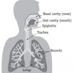 lung 1