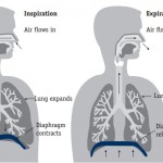 lung 4